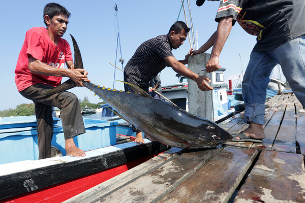 Mengapa Indonesia Memiliki Potensi Perikanan yang Bagus